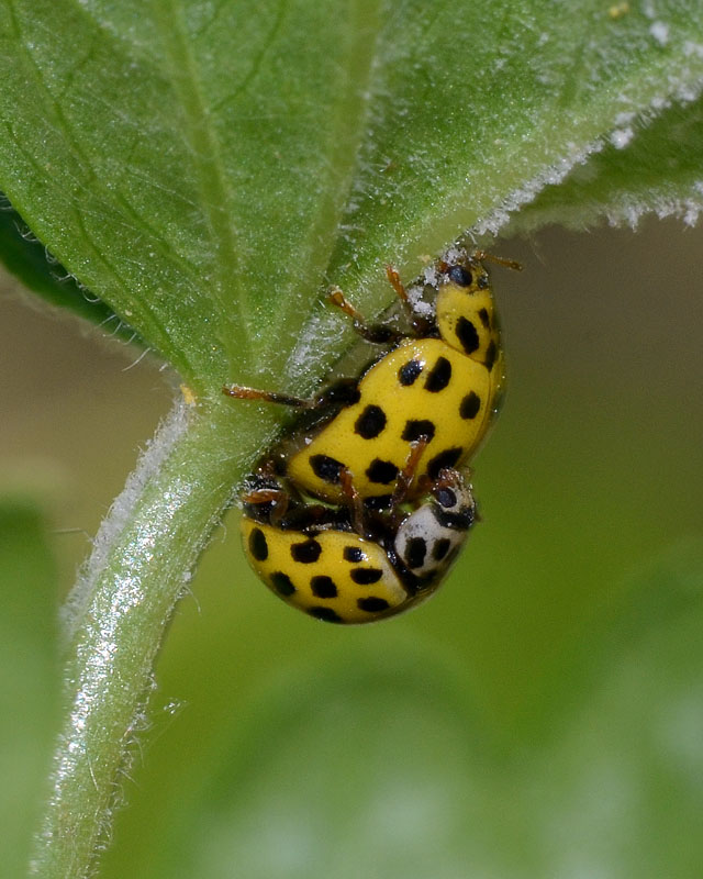 Coccinellidae Psyllobora vigintiduopunctata